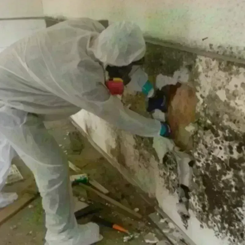 Mold Remediation and Removal in Burnt Store Marina, FL